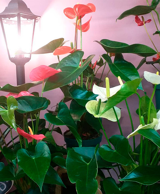 Anthurium en Logroño
