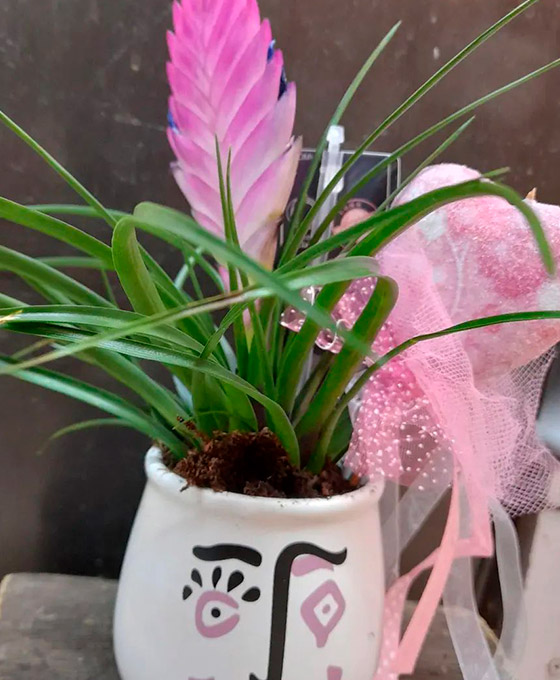 Bromelia Bromelias en Logroño