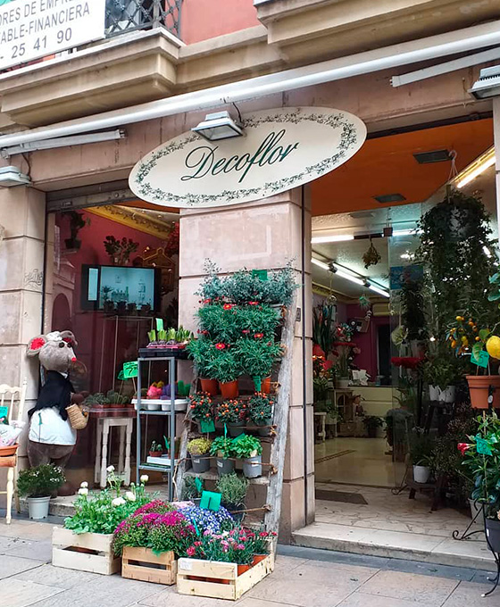 Plantas de Interior en Logroño
