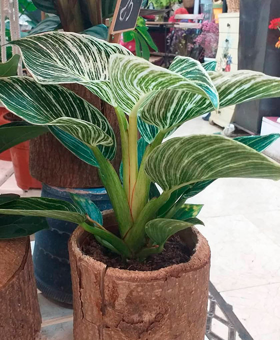 Plantas decorativas en Logroño