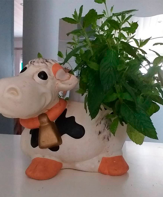 Plantas para enviar en Logroño