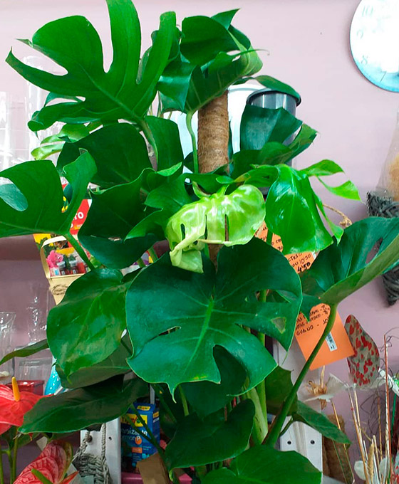 Planta de Monstera en Logroño