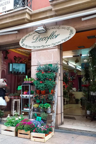Floristeria Decoflor Logroño Plantas de Interior en Logroño